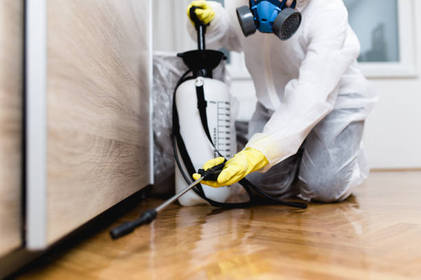 Best Termite Control Services  in Lochbuie, CO