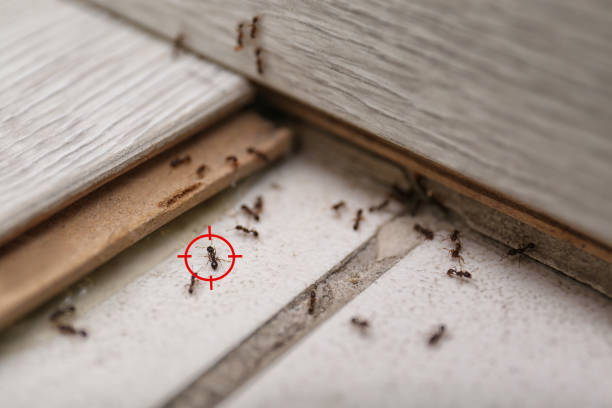 Best Residential Pest Control  in Lochbuie, CO