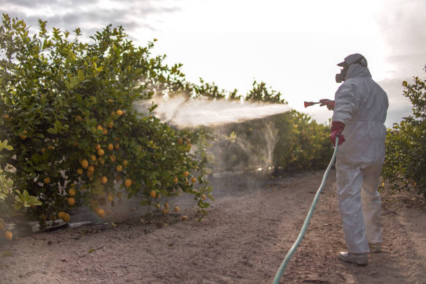 Best Flea Control Services  in Lochbuie, CO