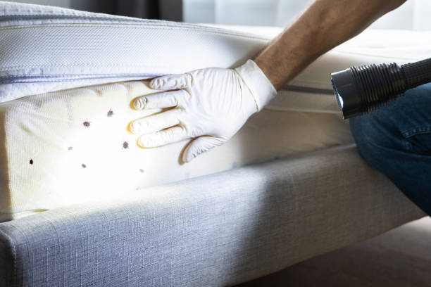 Best Ant Control Services  in Lochbuie, CO