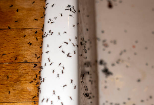 Best Local Pest Control Services  in Lochbuie, CO