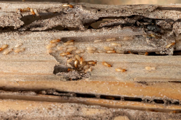 Best Flea Control Services  in Lochbuie, CO